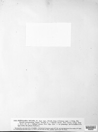 Image of Typhula micans